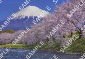 富士山と潤井川龍巌淵の桜【L判】