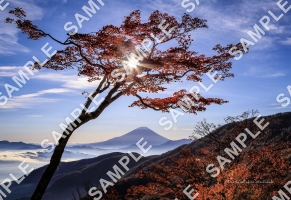 紅葉の樹木と富士山【L判】